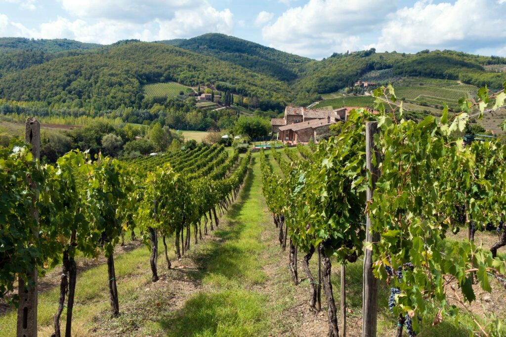 chianti vineyards