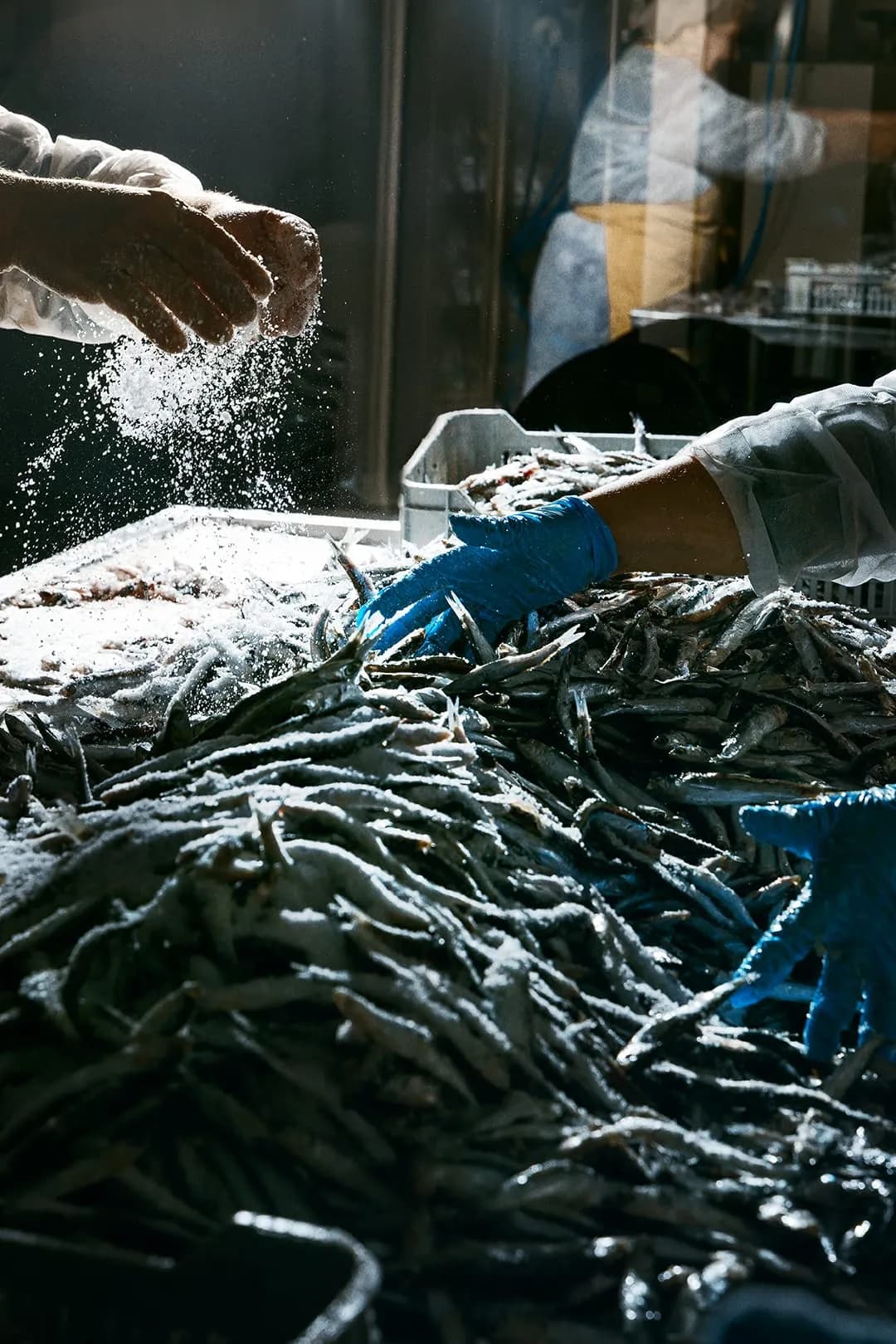 아르마토레 꼴라뚜라 디 알리치