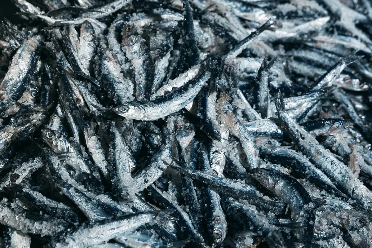 아르마토레 엔초비 필렛