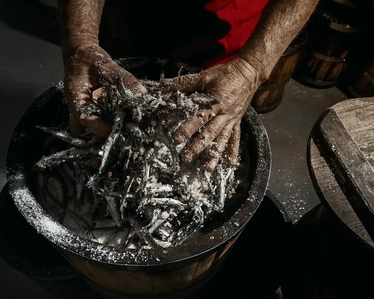 엔초비 염장 과정