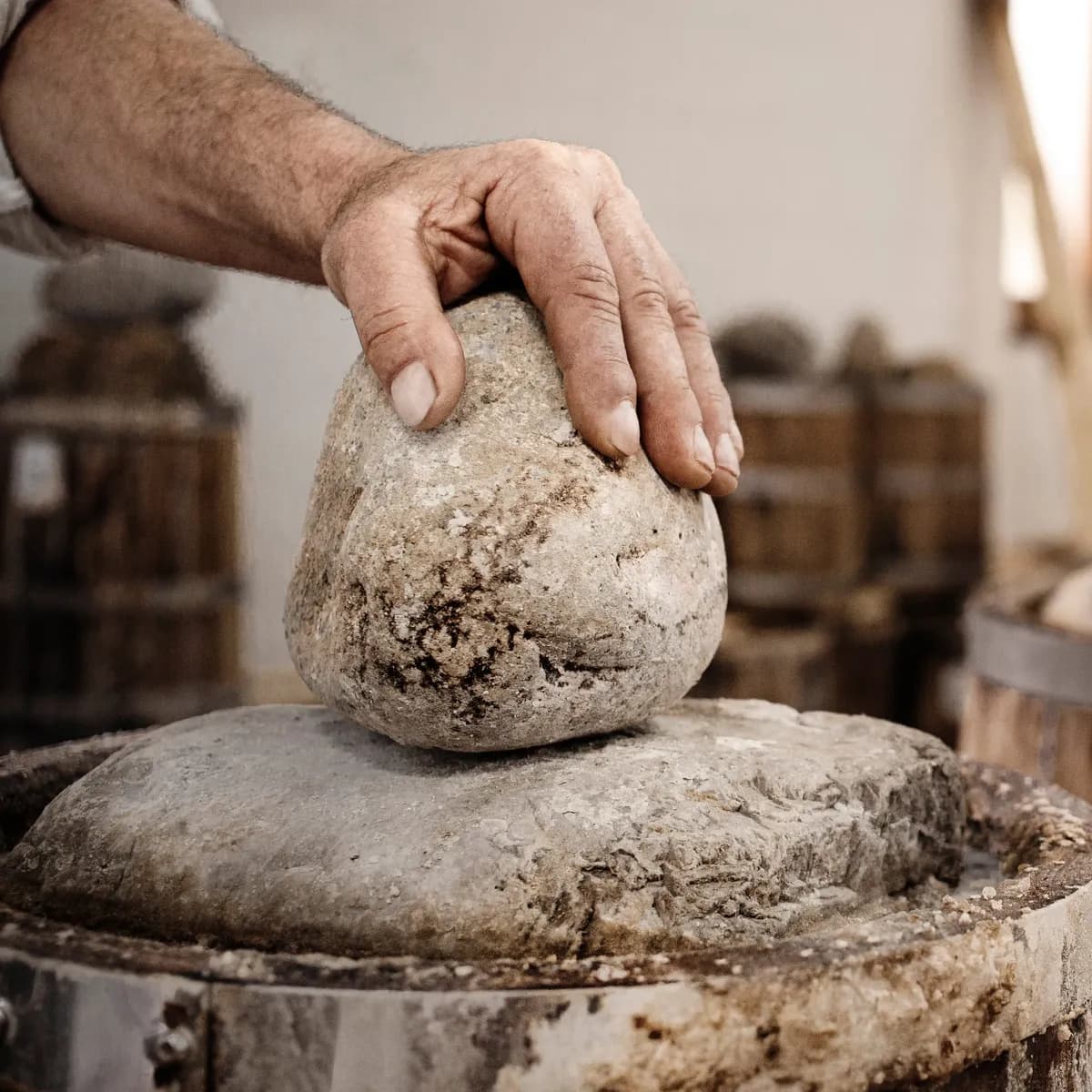 밤나무 통 숙성