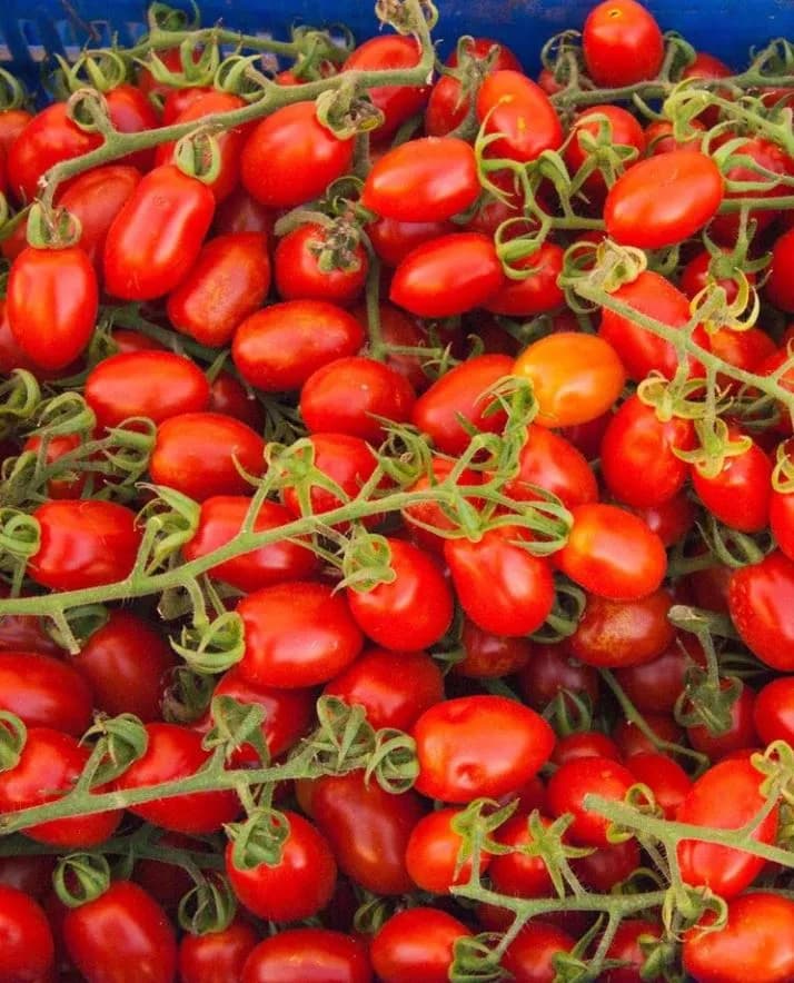 Casa Marrazzo 브랜드