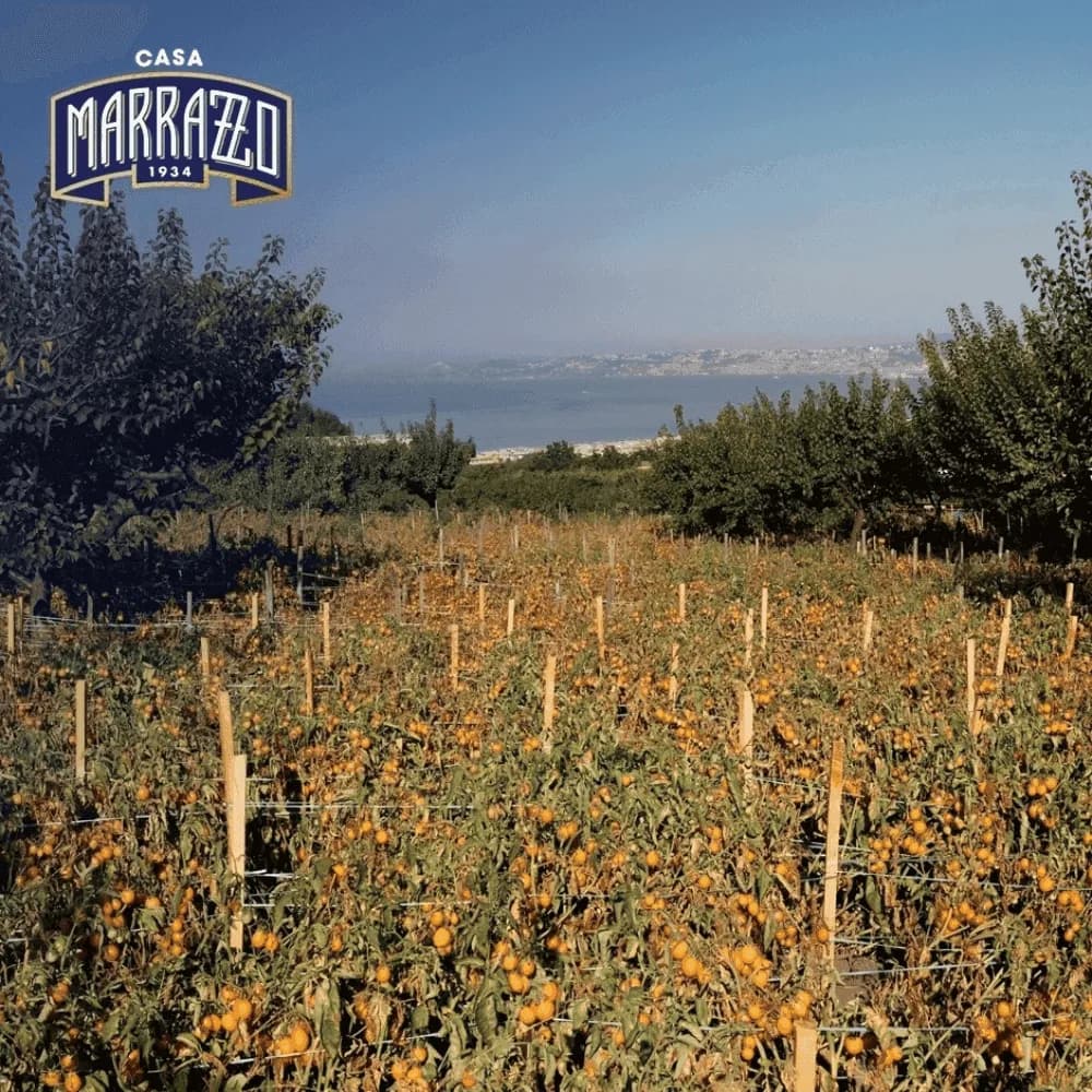 Casa Marrazzo 브랜드