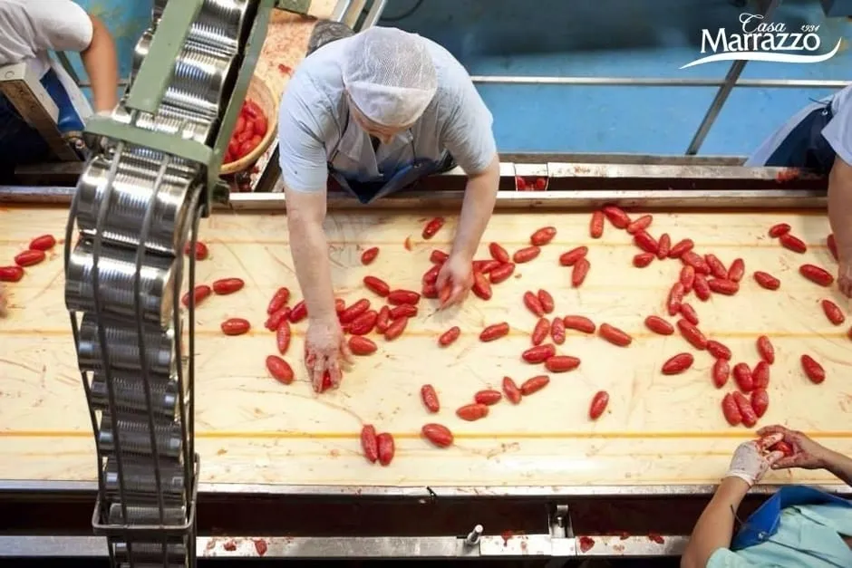 3대째 이어지는 토마토 장인의 손길