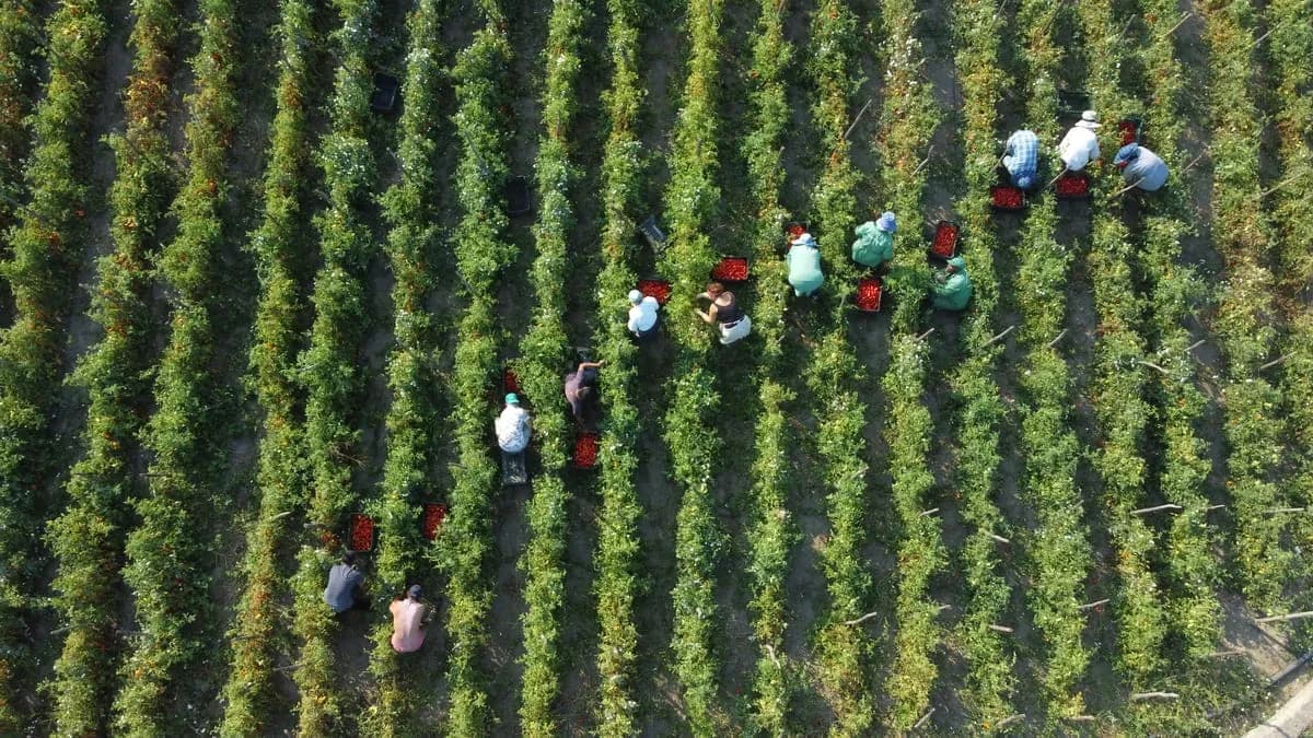 1934년, 나폴리에서 시작