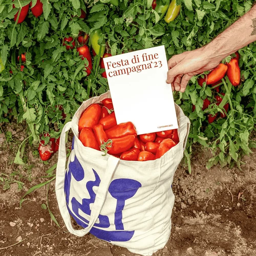 카사 마라조 — 밭에서 수확 중인 토마토