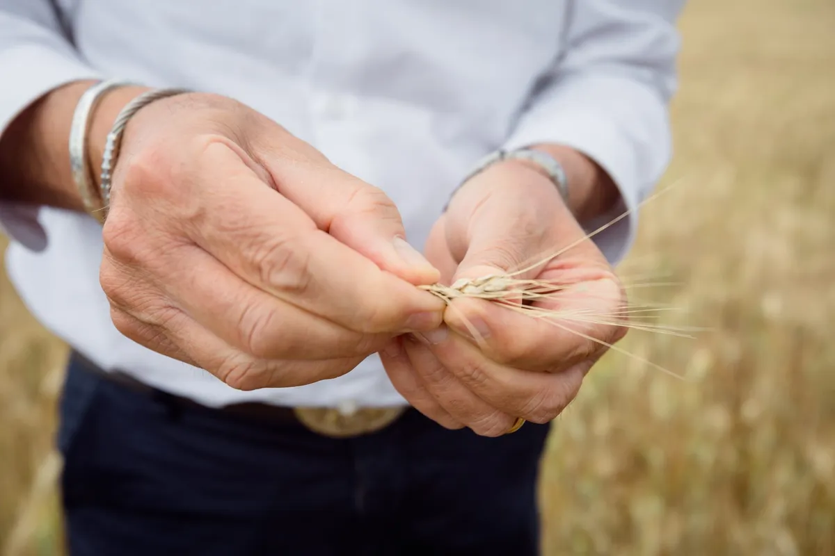 듀럼밀 이삭을 확인하는 손