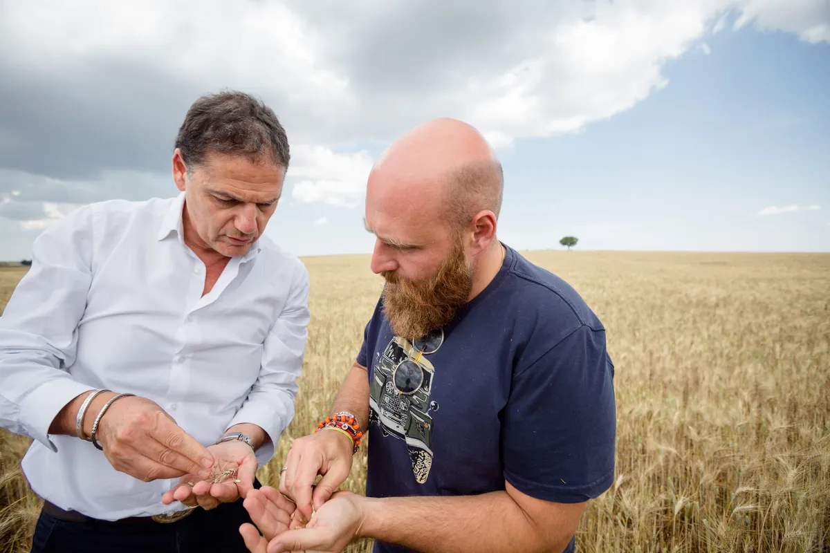 밀밭에서 밀알을 확인하는 두 사람