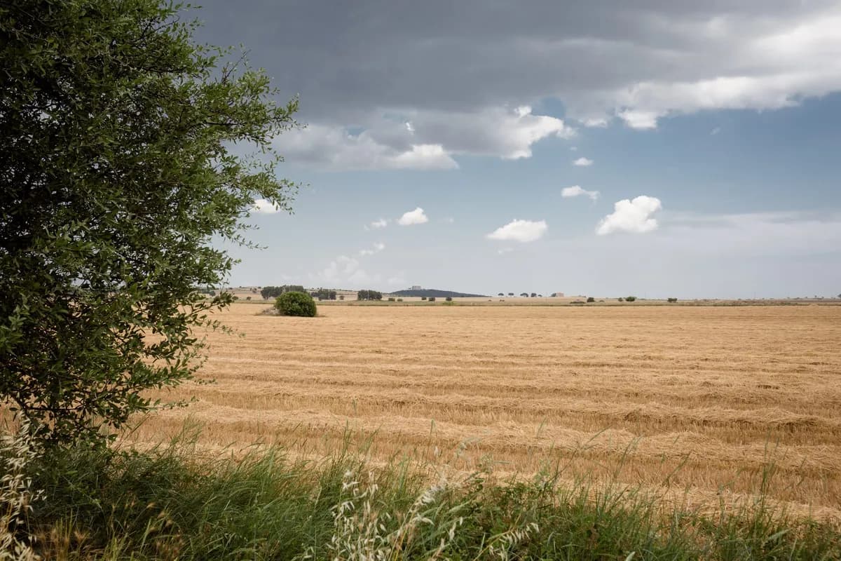 푸글리아 듀럼밀 밭