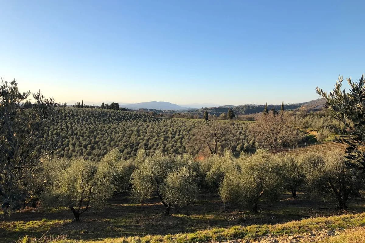 키안티 클라시코 올리브 농원