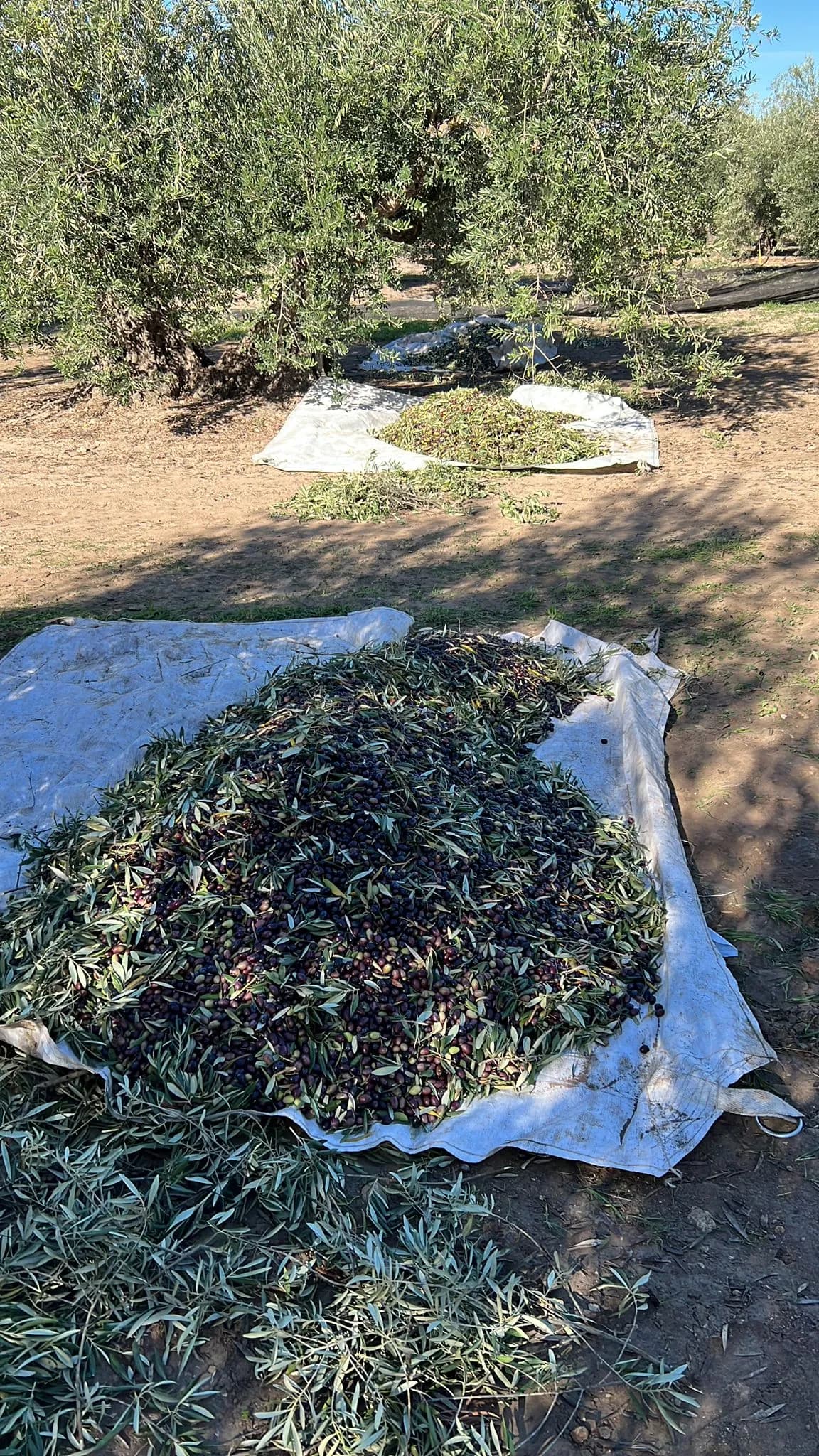 수확된 올리브 모음