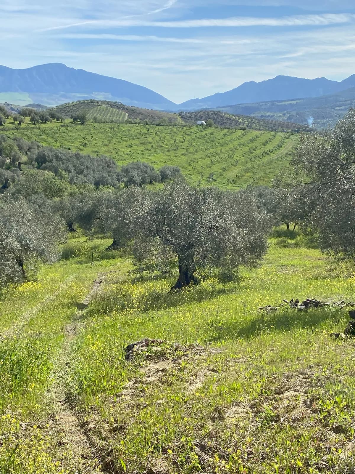 시에라 데 라스 니에베스 올리브 농장
