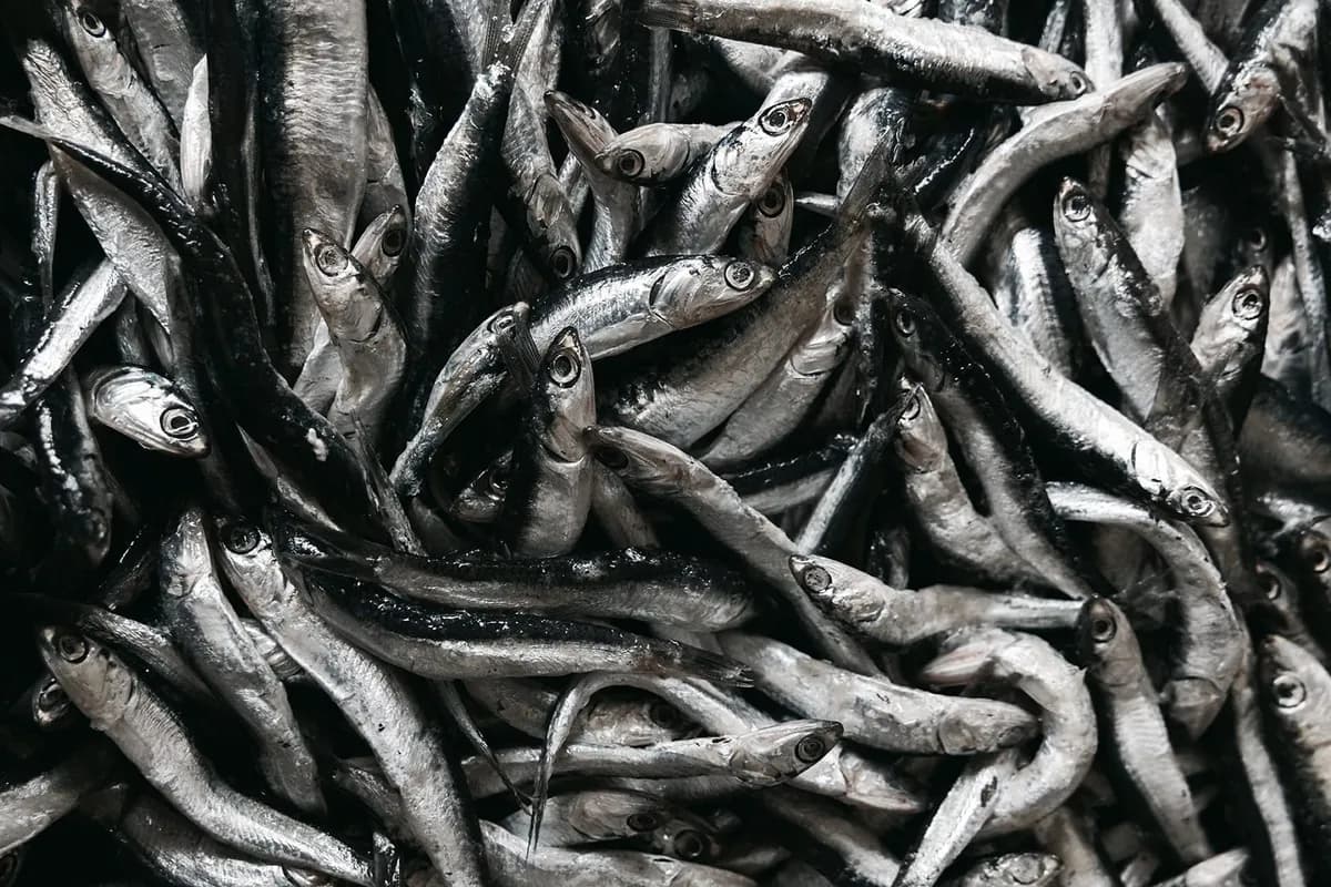 밤나무 통 숙성