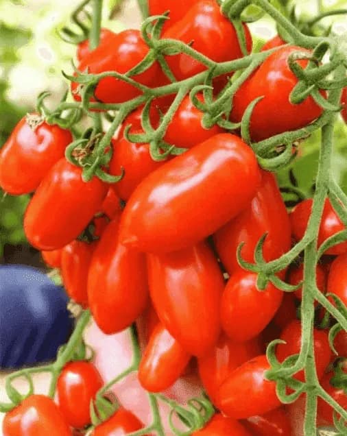 Casa Marrazzo 브랜드